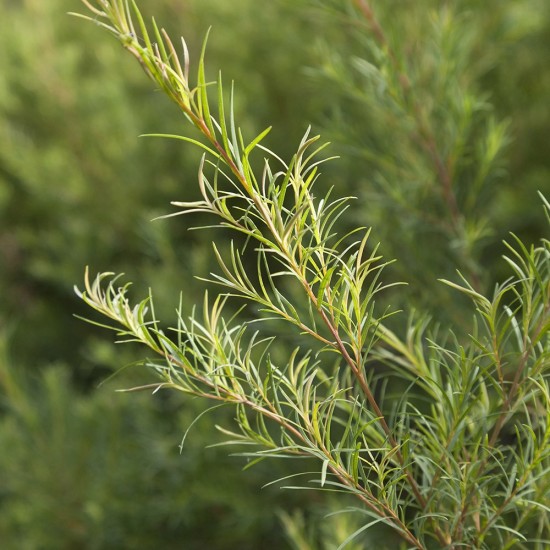 Ceai de Arbore Organic
